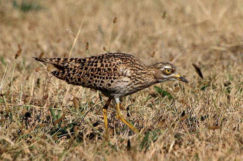 Dikkop wei.jpg - Ek moet hulle weglei van die nes af..  Die sluipende houding.
